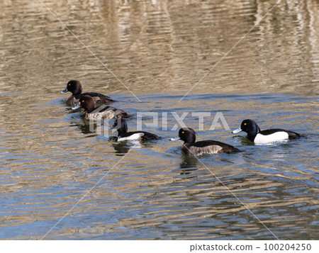 Tufted duck swimming in the river Tufted duck swimming in the river 100204250