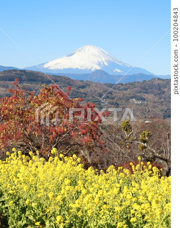 Mount Fuji seen from Azumayama Park Nanohana and Mayumi 100204843