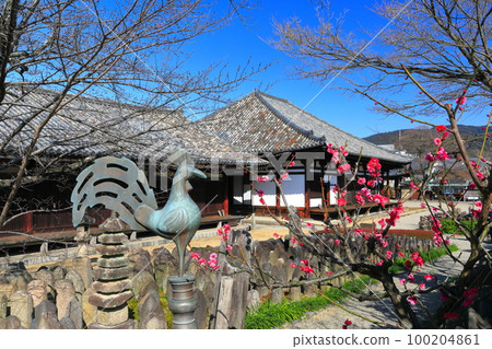 [Nara Prefecture] Gokurakubo Main Hall and Zen Room at Gangoji Temple with plum blossoms 100204861