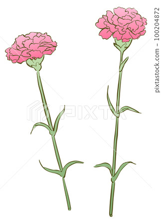 Illustration of two carnations pink Illustration of two carnations pink 100204872