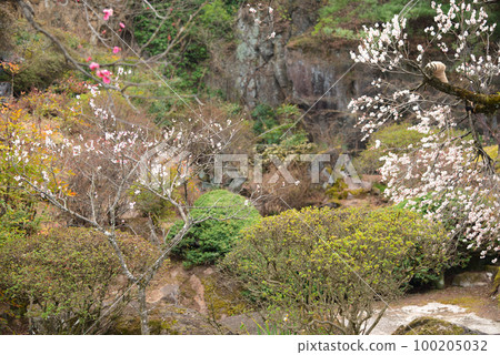 Plum blossoms telling the arrival of spring 100205032