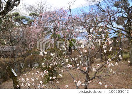 Plum blossoms telling the arrival of spring 100205042