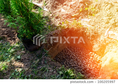 thuja tree, planting a coniferous tree in the backyard thuja tree, planting a coniferous tree in the backyard 100205997