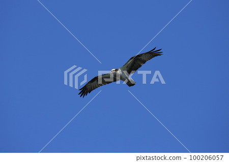 Omuta City Miike Port Flying Osprey, 100206057