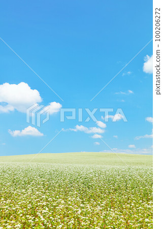 Hokkaido summer blue sky and soba flower field Hokkaido summer blue sky and soba flower field 100206272