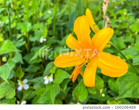 day lily in june day lily in june 100206489