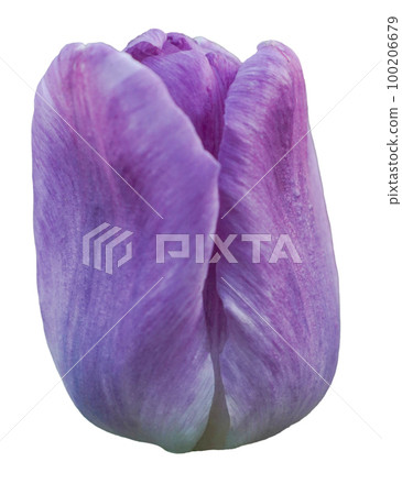 Purple tulip bud isolated on a white background. Purple tulip bud isolated on a white background. 100206679