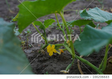 Blooming cucumbers in the garden. Cultivation of cucumbers in fields. Vegetables plantation. Growing organic food. Cucumbers harvest. Selective focus 100206683