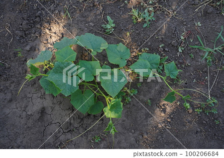 Blooming cucumbers in the garden. Cultivation of cucumbers in fields. Vegetables plantation. Growing organic food. Cucumbers harvest Blooming cucumbers in the garden. Cultivation of cucumbers in fields. Vegetables plantation. Growing organic food. Cucumbers harvest 100206684