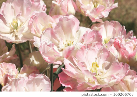 Tulips in full bloom 100206703