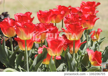 Tulips in full bloom Tulips in full bloom 100206705