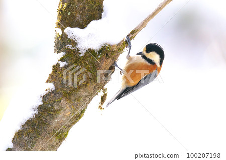 Varied Tit perched on a tree branch looking for food Varied Tit perched on a tree branch looking for food 100207198