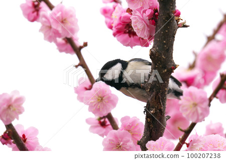 Great tit admiring plum blossoms 100207238