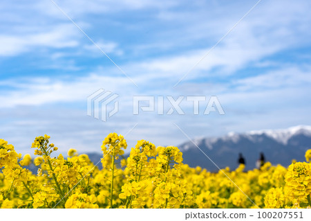 Field of rape blossoms and Mt. Hira with snow remaining in Nagisa Park in Moriyama City, Shiga Prefecture Field of rape blossoms and Mt. Hira with snow remaining in Nagisa Park in Moriyama City, Shiga Prefecture 100207551