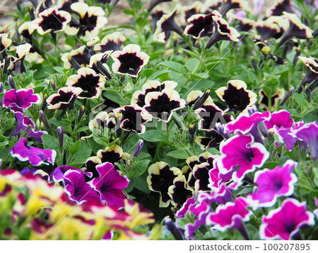 Colorful flower bed with petunias in full bloom 100207895