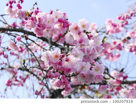 垂枝櫻花 垂枝櫻花 100207919