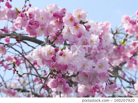 垂枝櫻花 垂枝櫻花 100207920