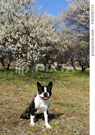 波士頓梗Mighty君，可愛地註視著森山町早春盛開的梅林♡ 100208353