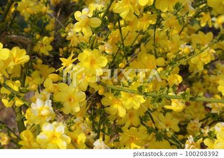 Obai Huangbai 100208392