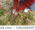 Dandelion, collection, wild plants 100208409