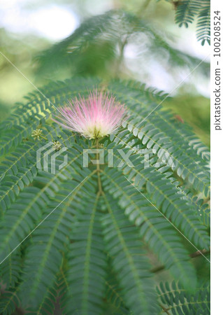 Nemu's flower Nemu's flower 100208524