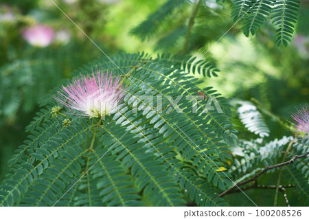 Nemu's flower Nemu's flower 100208526