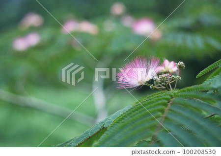 Nemu's flower Nemu's flower 100208530