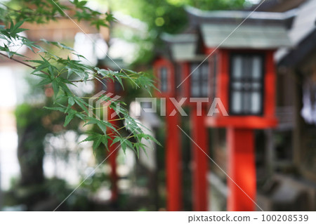 Inari Shrine's green maple Inari Shrine's green maple 100208539