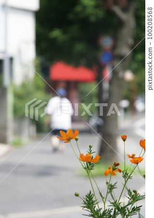 Cosmos and a woman by the sidewalk Cosmos and a woman by the sidewalk 100208568
