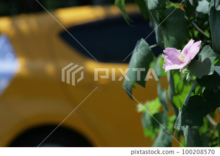 芙蓉花和黃色汽車 100208570