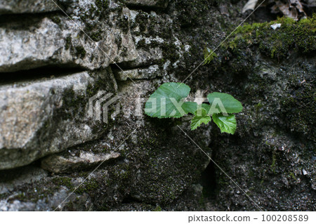 石垣島的款冬葉 100208589