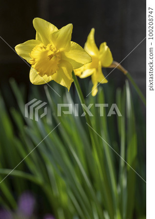 Trumpet daffodil Trumpet daffodil 100208747