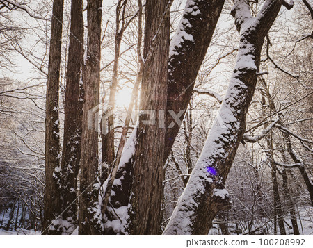 [傍晚] 攀登白雪皚皚的冬季山峰時，陽光透過樹木照耀的風景 鏡頭光暈 100208992