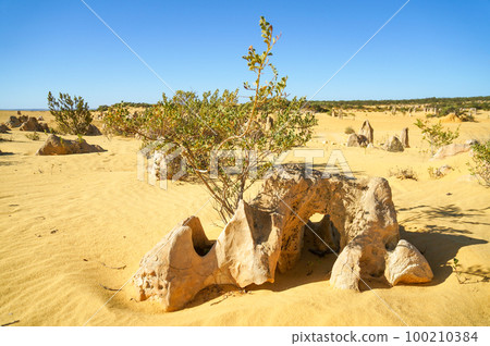 尖峰石陣上生長的植物和岩層 100210384