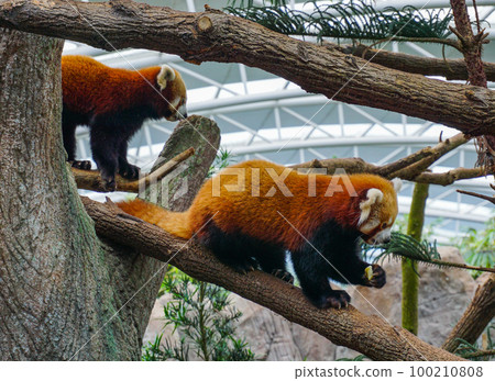 Red weasel playing on a tree in the zoo 100210808