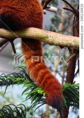 Red weasel playing on a tree in the zoo 100210810