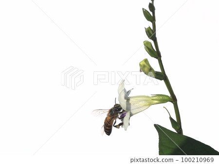 Honey bee seeking nectar on white Chinese violet or coromandel or creeping foxglove ( Asystasia gangetica ) blossom in field isolated on white background Honey bee seeking nectar on white Chinese violet or coromandel or creeping foxglove ( Asystasia gangetica ) blossom in field isolated on white background 100210969