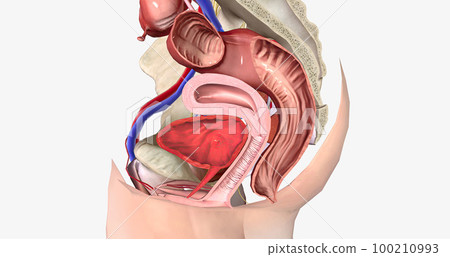 The Female Reproductive Cross Section The Female Reproductive Cross Section 100210993