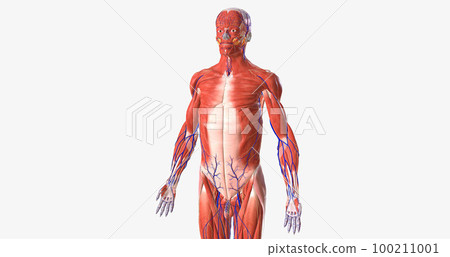 The human body is a complex structure made of thousands of distinct parts. The human body is a complex structure made of thousands of distinct parts. 100211001