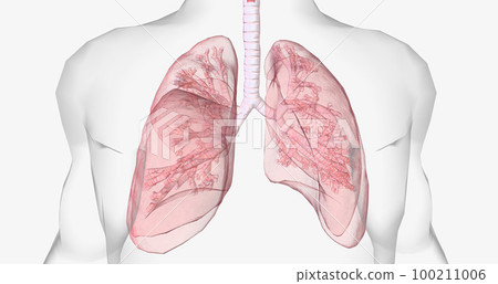 Oxygen rich air enters through your nose or mouth and reaches the lungs through your airways. 100211006