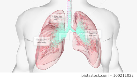 Oxygen rich air enters through your nose or mouth and reaches the lungs through your airways. Oxygen rich air enters through your nose or mouth and reaches the lungs through your airways. 100211022