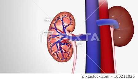 Blood enters the kidneys through an artery from the heart Blood enters the kidneys through an artery from the heart 100211026