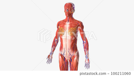 The human body is a complex structure made of thousands of distinct parts. 100211060