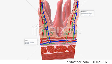 The tissue of the small intestine is responsible for absorbing nutrients from food during digestion. The tissue of the small intestine is responsible for absorbing nutrients from food during digestion. 100211079