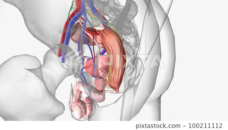 The pelvis is the most inferior region of the trunk. 100211112