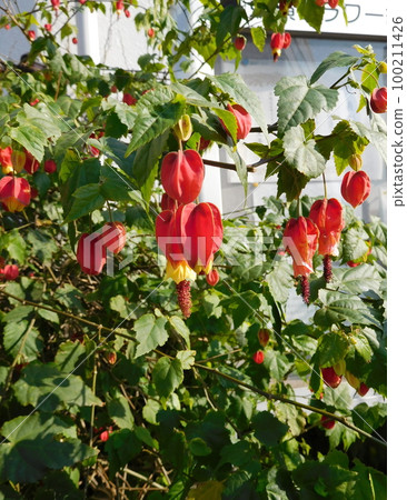 Abutilon Ukitsuriboku 100211426