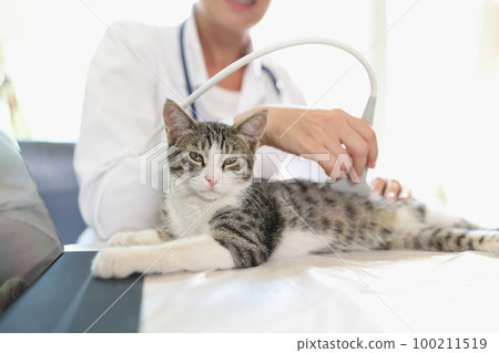 Female veterinarian conducts ultrasound medical examination of cat, cat looks at camera. Female veterinarian conducts ultrasound medical examination of cat, cat looks at camera. 100211519