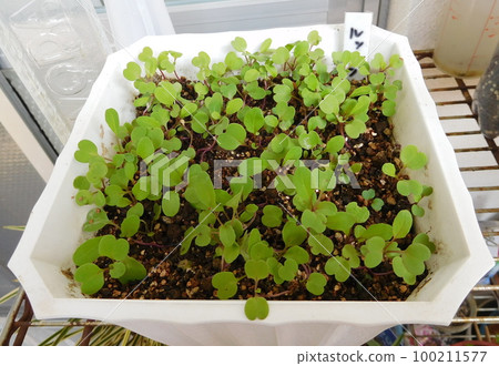 豆芽和芝麻菜 豆芽和芝麻菜 100211577