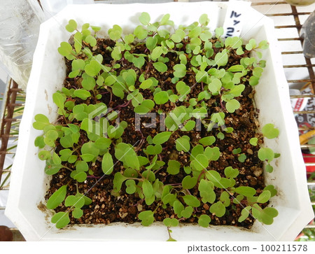 豆芽和芝麻菜 豆芽和芝麻菜 100211578