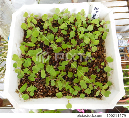 豆芽和芝麻菜 100211579